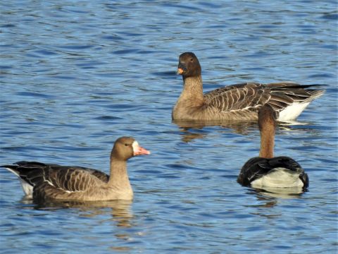 2020_10_27__Blaessgans_u_Tundrasaatgaense_ Mechtersheimer_Tongruben__(Foto_Schmitt).jpg